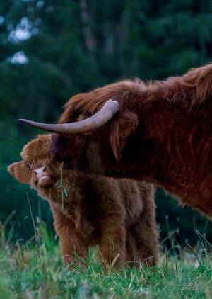 Ein Kalb steht neben einem großen Bullen auf einer Wiese