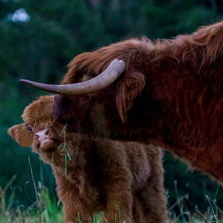 Ein Kalb steht neben einem großen Bullen auf einer Wiese
