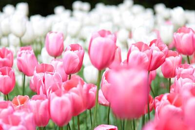 Tulipanes test22